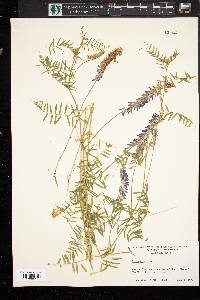 Vicia cracca image