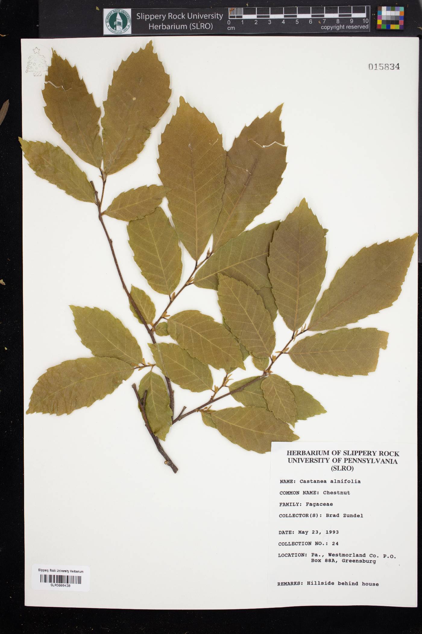 Castanea alnifolia image