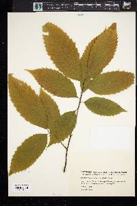 Castanea dentata image