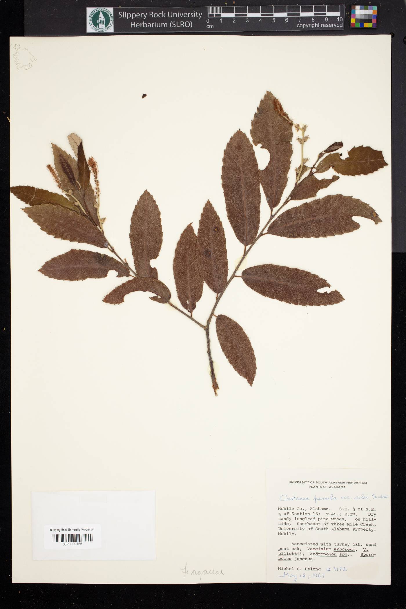 Castanea pumila var. ashei image