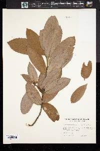 Lithocarpus densiflorus image