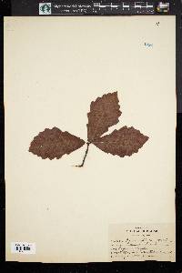 Quercus bicolor image