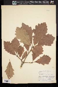 Quercus bicolor image