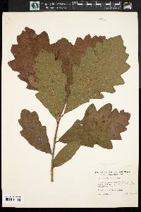 Quercus bicolor image