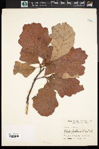 Quercus bicolor image