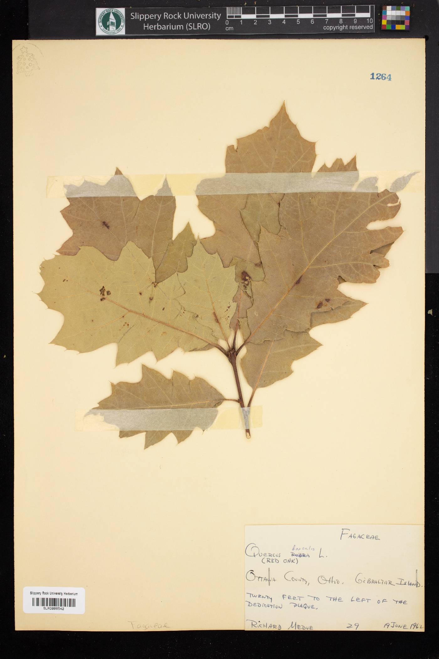 Quercus borealis image