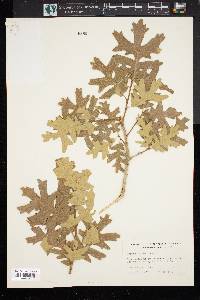 Quercus gambelii image