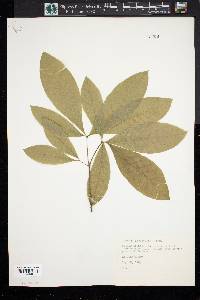 Quercus imbricaria image