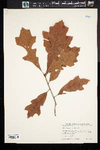 Quercus lyrata image