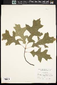 Quercus palustris image