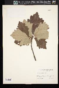 Quercus prinoides image