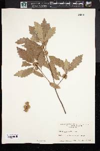 Quercus prinoides image