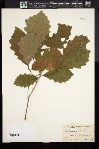 Quercus prinoides image