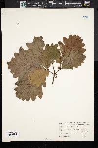 Quercus × saulii image