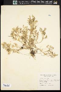 Corydalis aurea image