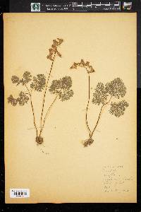 Dicentra cucullaria image