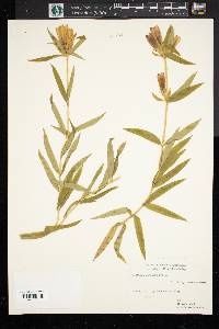 Gentiana linearis image