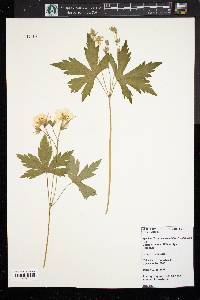 Geranium maculatum f. albiflorum image