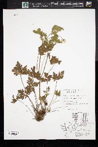 Geranium robertianum image