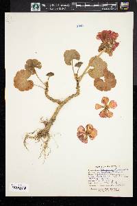 Pelargonium domesticum image