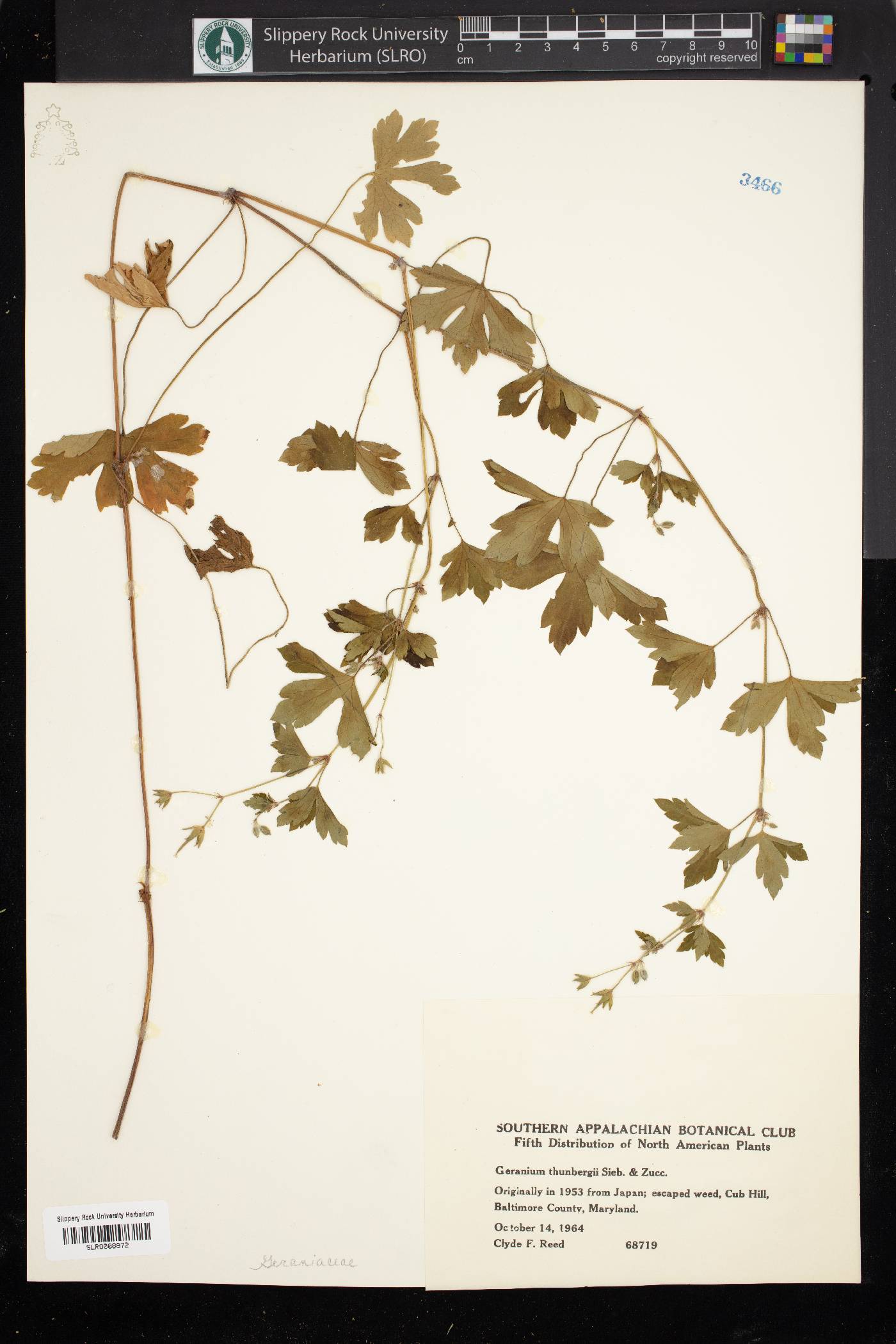 Geranium thunbergii image