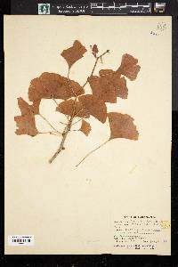 Ginkgo biloba image