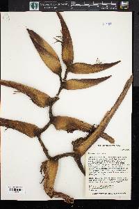 Heliconia tortuosa image