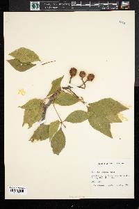 Aesculus glabra image