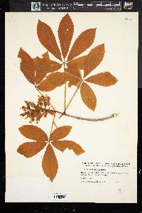 Aesculus sylvatica image