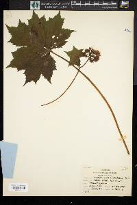Hydrophyllum macrophyllum image
