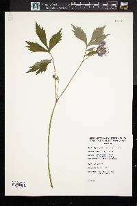 Hydrophyllum virginianum image