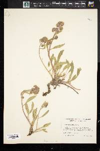 Image of Phacelia alpina