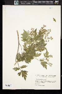 Phacelia bipinnatifida image