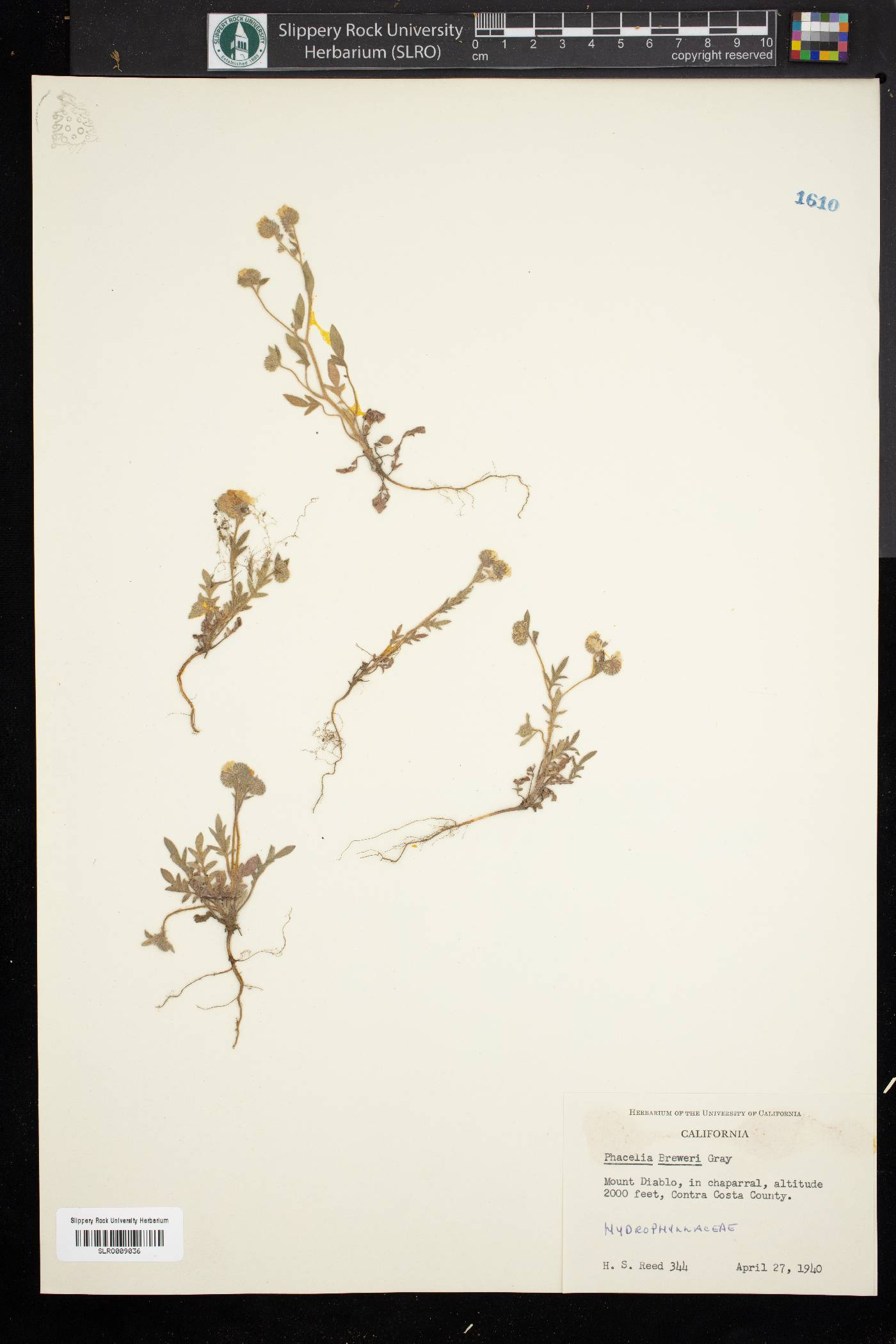 Phacelia breweri image