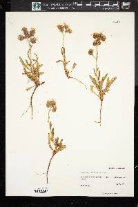 Phacelia crenulata image