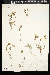 Phacelia fremontii image