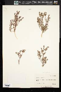 Phacelia ivesiana image