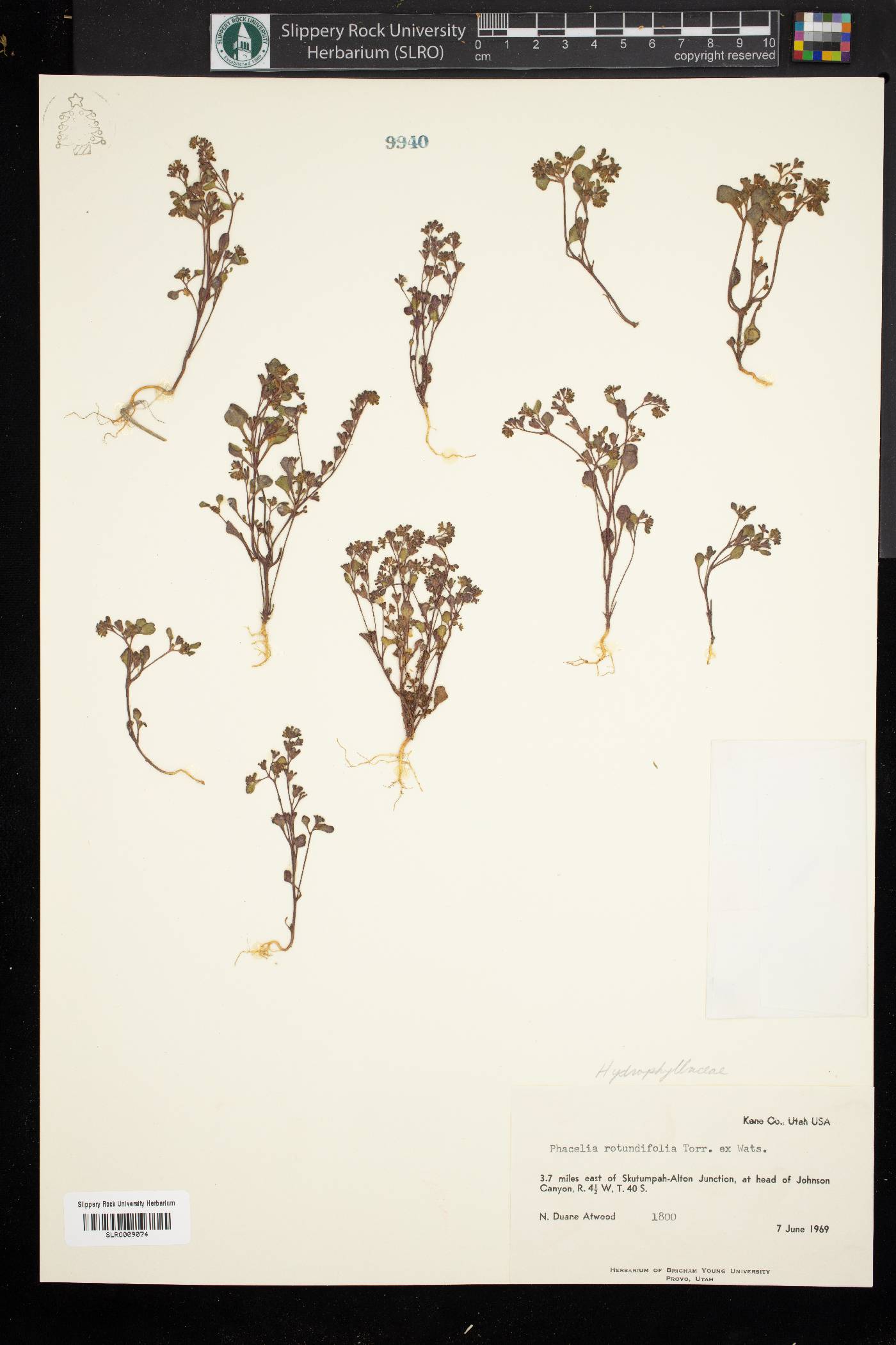 Phacelia cronquistiana image