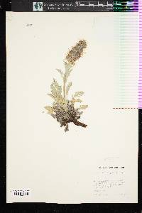 Phacelia sericea image