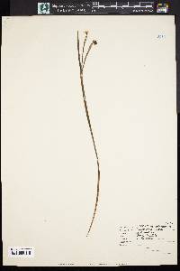 Sisyrinchium gramineum image