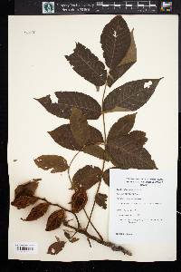 Juglans cinerea image