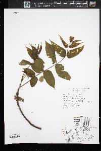 Juglans cinerea image