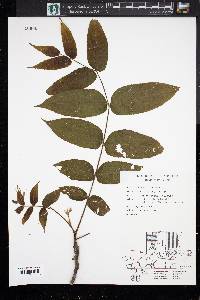 Juglans cinerea image