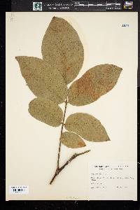 Juglans regia image