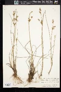 Juncus alpinoarticulatus subsp. rariflorus image