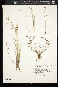 Juncus articulatus image