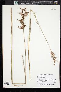 Juncus biflorus image