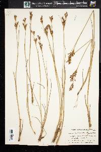 Juncus brevicaudatus image