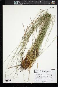 Juncus coriaceus image