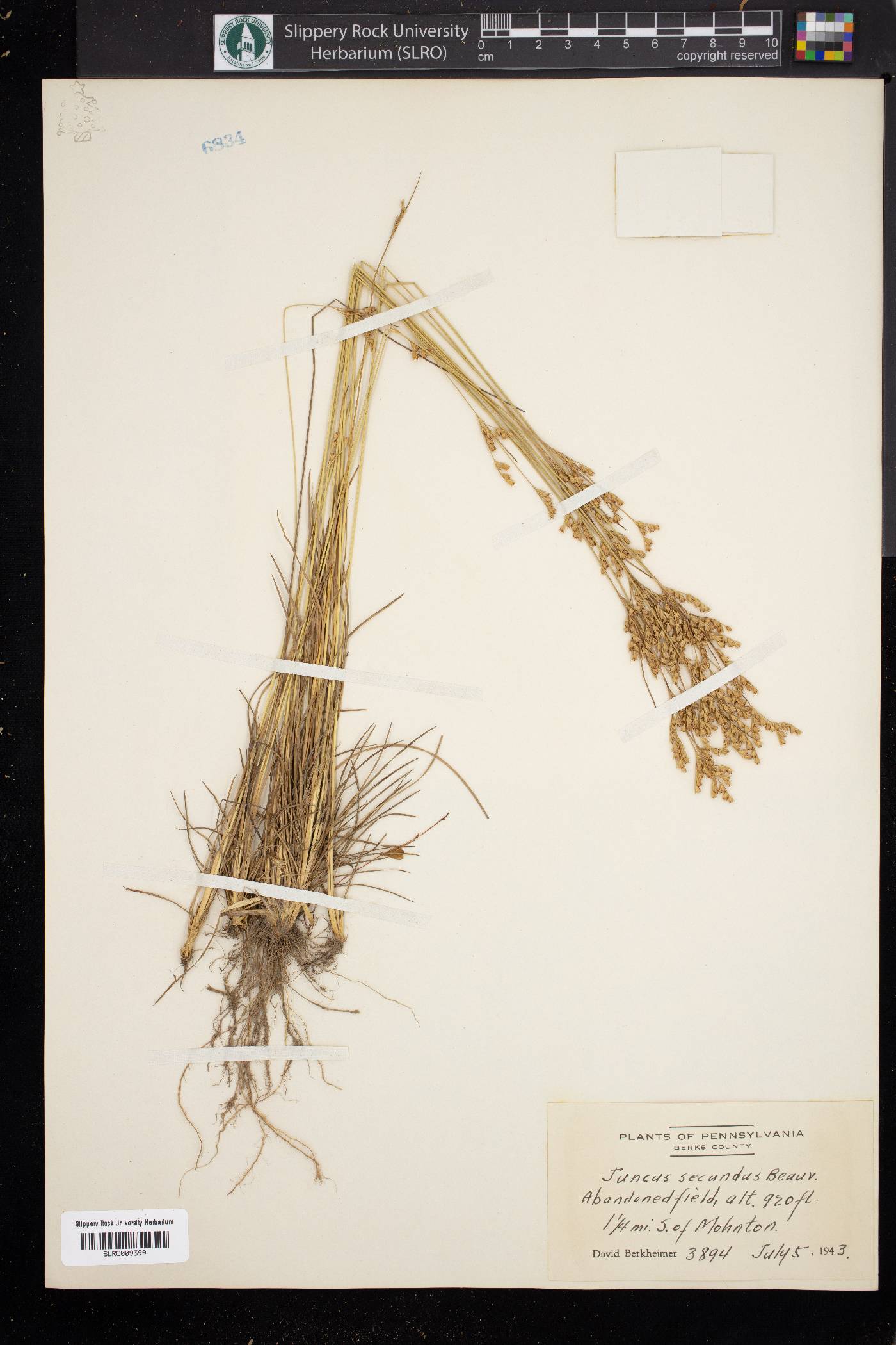 Juncus secundus image